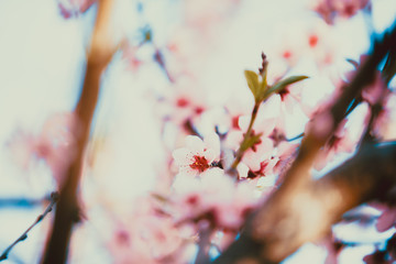 Beautiful blooming peach trees in spring on a Sunny day. Soft focus, natural blur