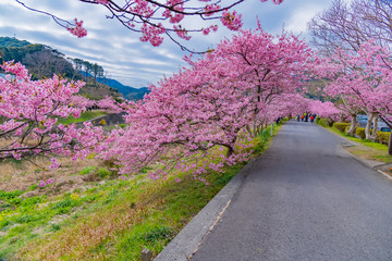 Fototapeta premium 河津桜 静岡県賀茂郡南伊豆町 みなみの桜と菜の花まつり