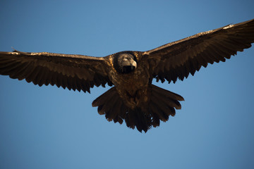 Ein junger freigestellter Bartgeier fliegend mit angeschnittenen Flügeln vor blauem Hintergrund frontal