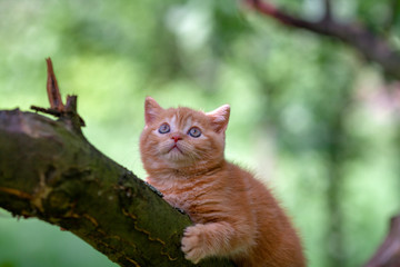 Little red kitten sneaking on the tree in the garden
