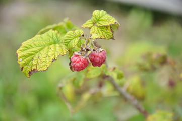 Raspberries on a branch.