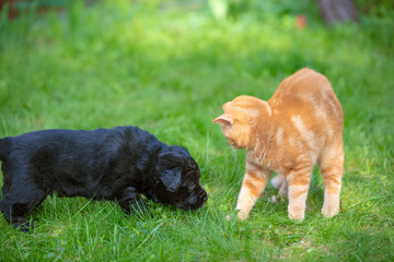 Funny animals. Little black puppy and red kitten playing together on the grass in the summer garden