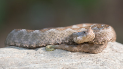 Ein Hornviper Weibchen in der Seitenansicht mit dem Unterartspezifischem grünen Schwanzende