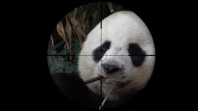 Giant Panda (Ailuropoda Melanoleuca) Seen in Gun Rifle Scope. Wildlife Hunting. Poaching Endangered, Vulnerable, and Threatened Animals