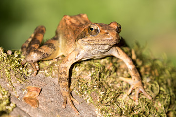 Freigestellter Griechischer Frosch in der Frontalansicht auf einem bemoosten Stein