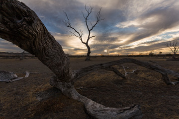 Dead fire damaged trees, near Emu bay, Kangaroo Island, South Australia (SA)