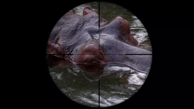 Common Hippopotamus (Hippopotamus Amphibius) Seen in Gun Rifle Scope. Wildlife Hunting. Poaching Endangered, Vulnerable, and Threatened Animals
