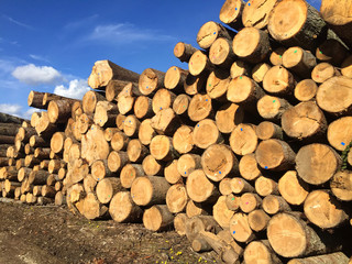 Pile of pine logs ready for cutting into planks in wood processing industry. Group of tree trunks.