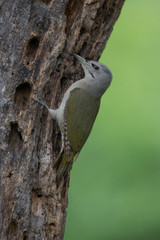 Grauspecht Weibchen an einem toten Baum auf der Nahrungssuche