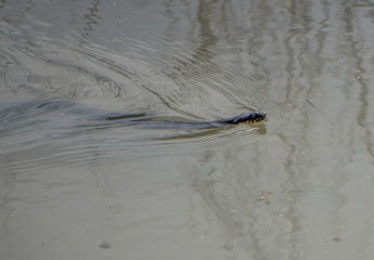 snake in the river