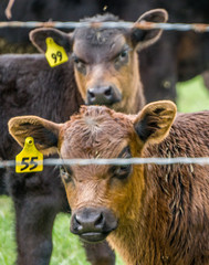 Obraz premium portrait of calves