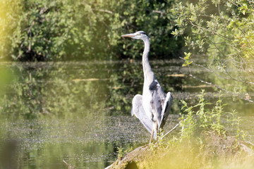 Ein feigestellter Graureiher nimmt auf einer bewachsenen Insel ein mit gespreizten Flügel ein Sonnenbad