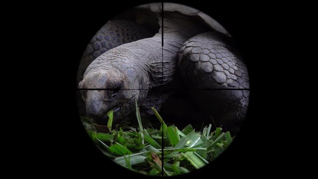 Galapagos Giant Tortoise (Chelonoidis Nigra) Seen in Gun Rifle Scope. Wildlife Hunting. Poaching Endangered, Vulnerable, and Threatened Animals