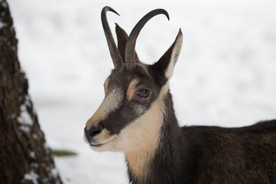 Kopf einer freigestellten Gemse in der Seitenansicht im Schnee