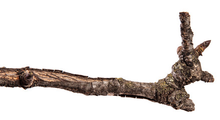dry pear tree branch with cracked bark. isolated on white background