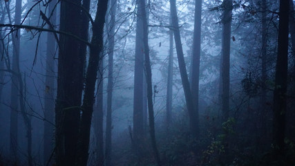 spooky forest 