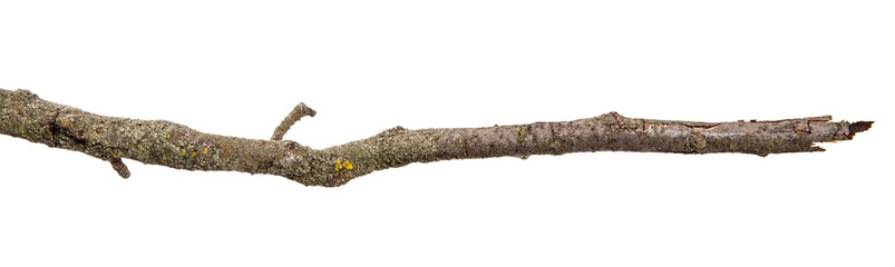dry pear tree branch with cracked bark. isolated on white background