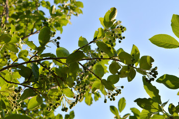 Fototapeta na wymiar Branches with green berries and leaves on chokeberry or aronia bush in spring garden.