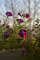 Blooming petunias in flower pot on the balcony in sunny day in autumn.