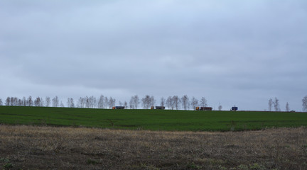 Fototapeta na wymiar Rural landscape with green field of winter crops, trees on horizon, trucks on road and stratus clouds.