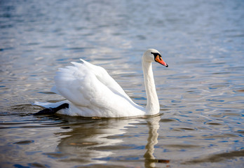 Naklejka na ściany i meble White Swan floating on the surface of the lake 