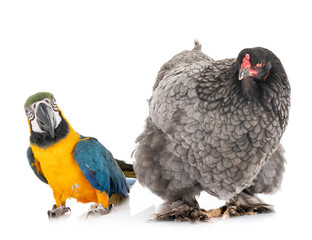 brahma chicken and parrot