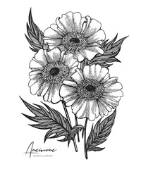 Engraved hand drawn illustrations of anemone. All element isolated. Design elements for wedding invitations, greeting cards, wrapping paper, cosmetics packaging, labels, tags, quotes, blogs, posters.