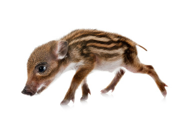 young wild boar