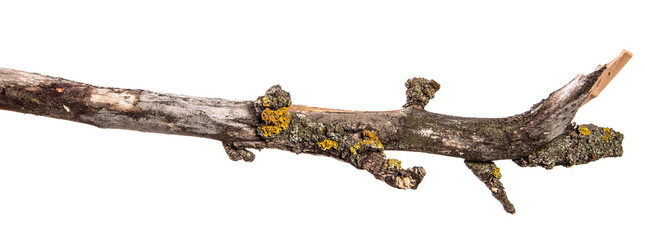 dry pear tree branch with cracked bark. isolated on white background