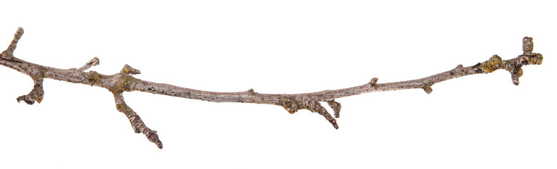 dry pear tree branch with cracked bark. isolated on white background