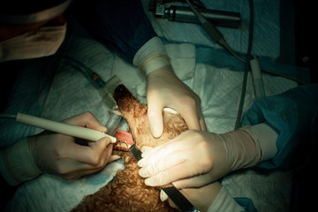 The dog on the operating table. Castration of the animal. Doctor operates a pet
