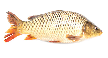 Fish carp isolated on white background