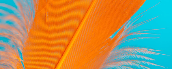 Orange feather isolated on blue background