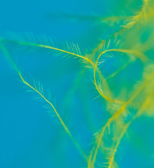 Yellow feather isolated on blue background