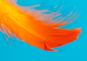Orange feather isolated on blue background