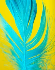 Wall murals Pool Blue feather isolated on yellow background