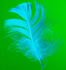 Blue feather isolated on green background