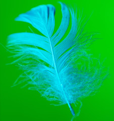 Obraz premium Blue feather isolated on green background