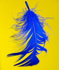 Blue feather isolated on yellow background