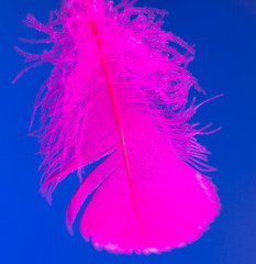 Pink feather isolated on blue background