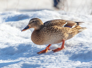 Duck on the snow in winter