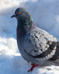 Dove in the snow in winter