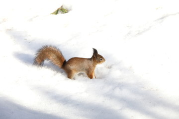 red squirrel in the snow