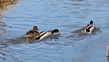 mallard
