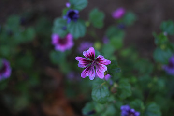 Beautiful purple pink flower on a blurred background of grass and other flowers.