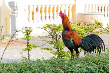 Beautiful and healthy thai cock standing on green bush
