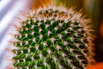 Close-up of sharp spines on a Barrel cactus