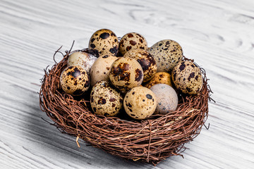 Obraz premium quail eggs in the nest