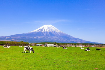 Fototapeta na wymiar 富士山と放牧された牛、静岡県富士宮市朝霧高原にて