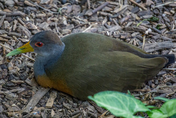 pigeon on grass